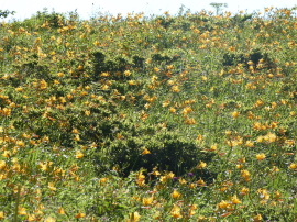 車山のニッコウキスゲ