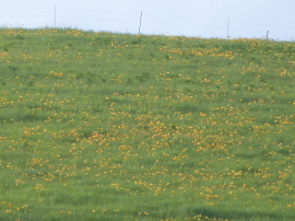車山のニッコウキスゲ