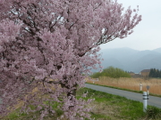 上川河川敷桜