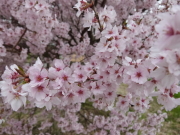上川河川敷桜
