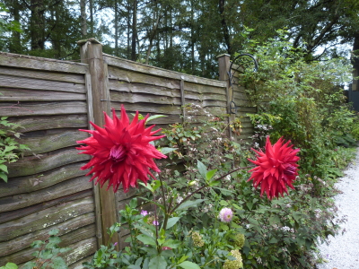 バラクラダリヤ