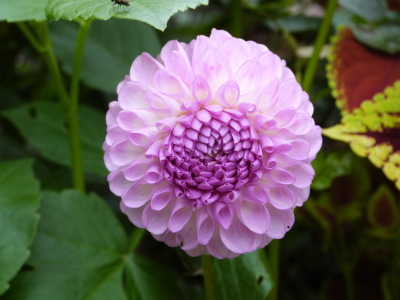 バラクラダリヤ