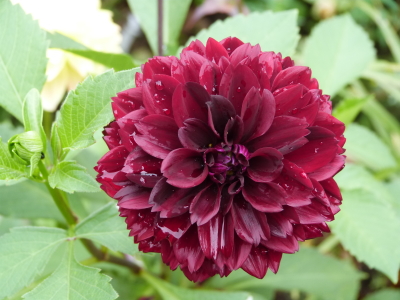 バラクラダリア