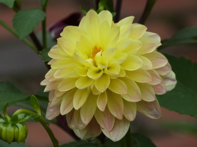 バラクラダリヤ