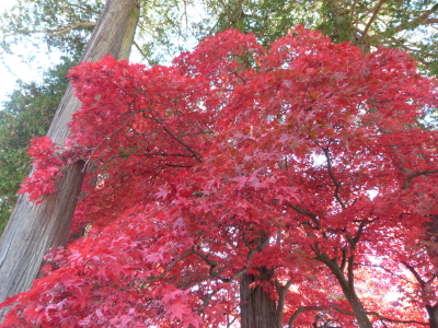 長円寺紅葉