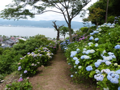 諏訪あじさい