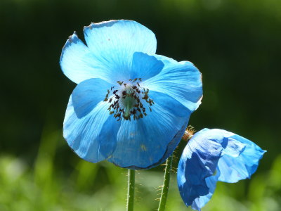 麦草峠ブルーポピー