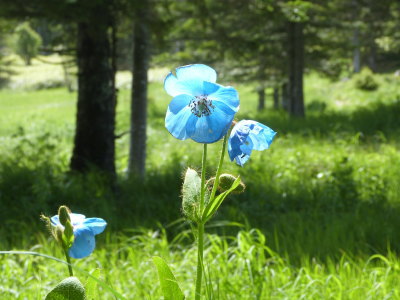 麦草峠ブルーポピー