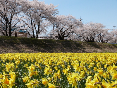 上川桜とスイセン