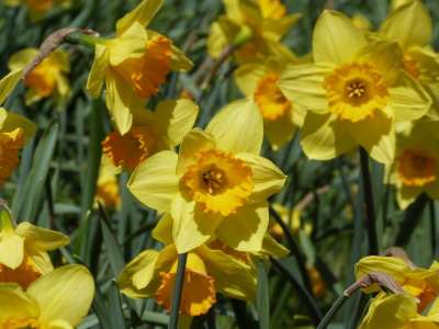 上川桜とスイセン