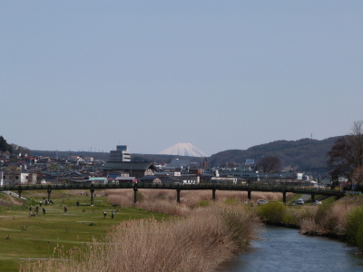 上川桜とスイセン