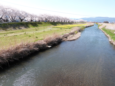 上川桜とスイセン