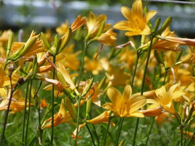 ニッコウキスゲ車山肩