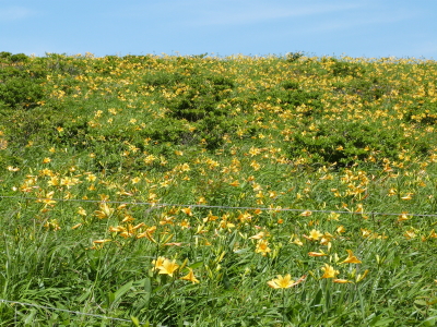 ニッコウキスゲ車山肩
