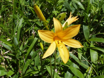 ニッコウキスゲ車山肩