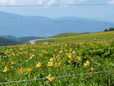 ニッコウキスゲ車山肩