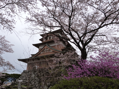 高島城桜