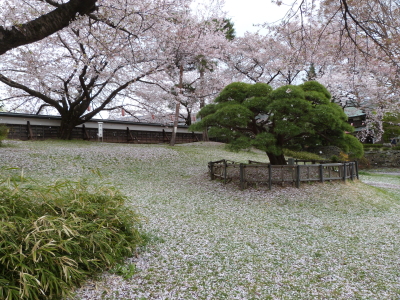 高島城桜