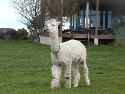 長門牧場のアルパカ