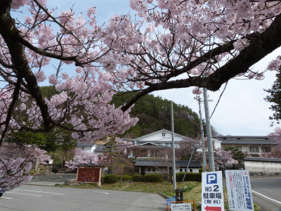 高遠城址公園のタカトウコヒガンザクラ