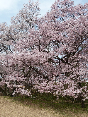 高遠城址公園のタカトウコヒガンザクラ