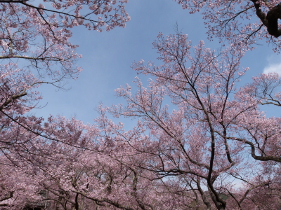 高遠城址公園のタカトウコヒガンザクラ