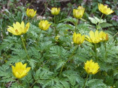 高遠城址公園のタカトウコヒガンザクラ
