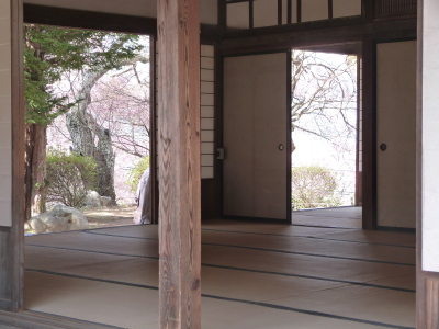 高遠城址公園のタカトウコヒガンザクラ