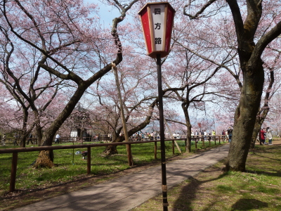高遠城址公園のタカトウコヒガンザクラ
