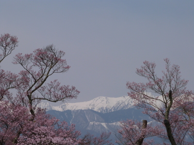 高遠城址公園のタカトウコヒガンザクラ