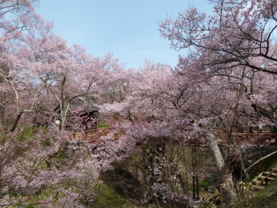 高遠城址公園のタカトウコヒガンザクラ