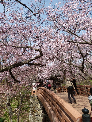 高遠城址公園のタカトウコヒガンザクラ