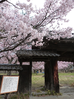 高遠城址公園のタカトウコヒガンザクラ