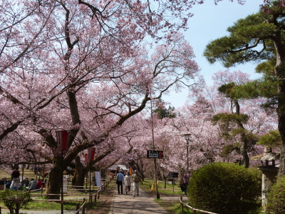 高遠城址公園のタカトウコヒガンザクラ