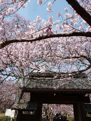 高遠城址公園のタカトウコヒガンザクラ