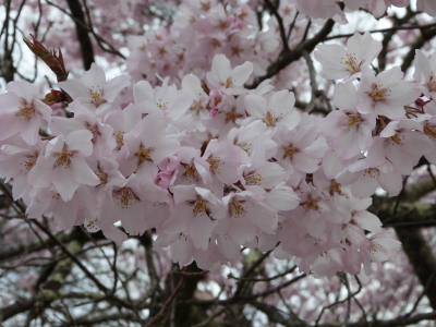 高遠城址公園のタカトウコヒガンザクラ