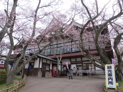 高遠城址公園のタカトウコヒガンザクラ