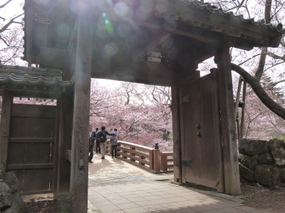 高遠城址公園のタカトウコヒガンザクラ