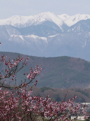 高遠城址公園のタカトウコヒガンザクラ