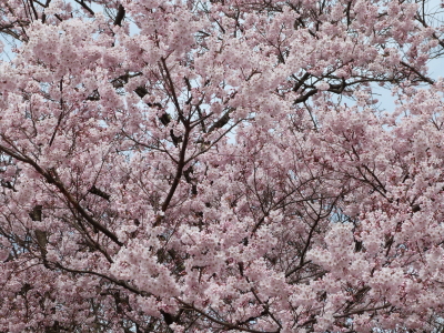 高遠城址公園のタカトウコヒガンザクラ