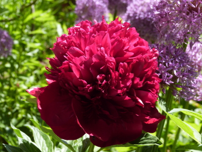 バラクライングリッシュガーデン