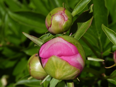 バラクライングリッシュガーデン