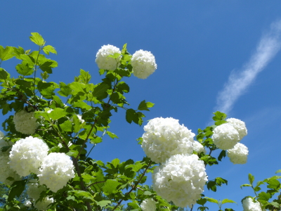 バラクライングリッシュガーデン