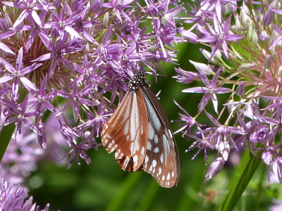 バラクライングリッシュガーデン