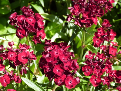 バラクライングリッシュガーデン