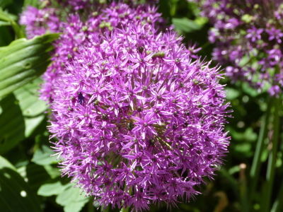 バラクライングリッシュガーデン