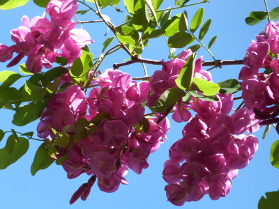 バラクライングリッシュガーデン