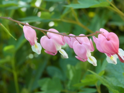 バラクライングリッシュガーデン