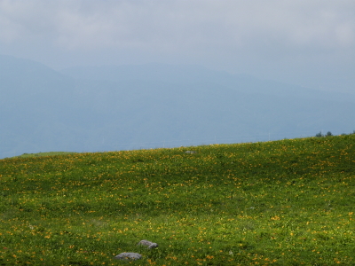 ニッコウキスゲ
