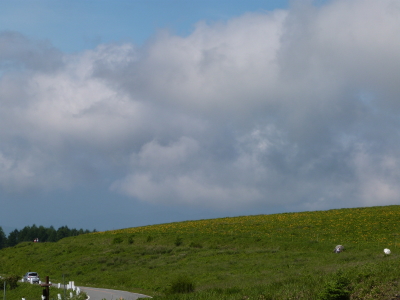 ニッコウキスゲ